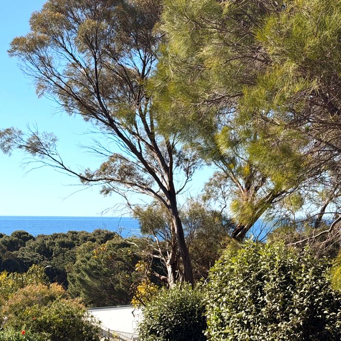 Sea view through casuarina trees from the garden at Sandy Feet Retreat