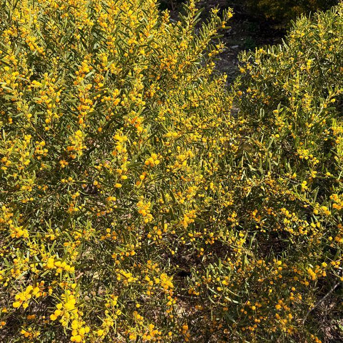 Golden wattle in flower near Second Valley, Fleurieu Peninsula